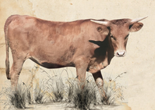 Susie Q 407