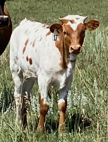 FH Maggie