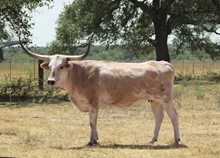 JTW PRAIRIE BLOSSOM