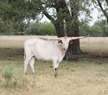 JTW La Bahia