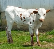 Unnamed steer calf