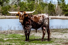 BWD BEDIAS LONE STAR