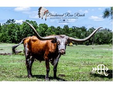BWD Texas Royalty