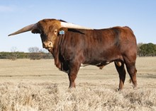 DH HIRED HAND