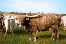Ranger