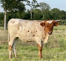 RB Texas Annie