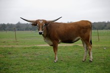 BCR PLUMA BONITA 112
