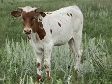 Lezawes Charm Heifer Calf