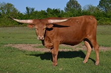 SCC Red Ruby