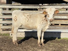 WPR Pretty Patty 22/1