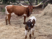 PLR TEXAS RIVA RITZ