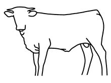 bull calf 2024 Whiskey Bent x LenaPlatinum
