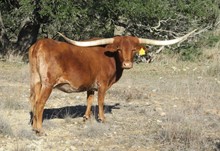 HL Crisp Starlet